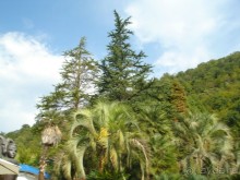 Абхазия: Гагры, Новоафонская пещера, Рица, Пицунда (самостоятельно)