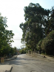 Абхазия: Гагры, Новоафонская пещера, Рица, Пицунда (самостоятельно)