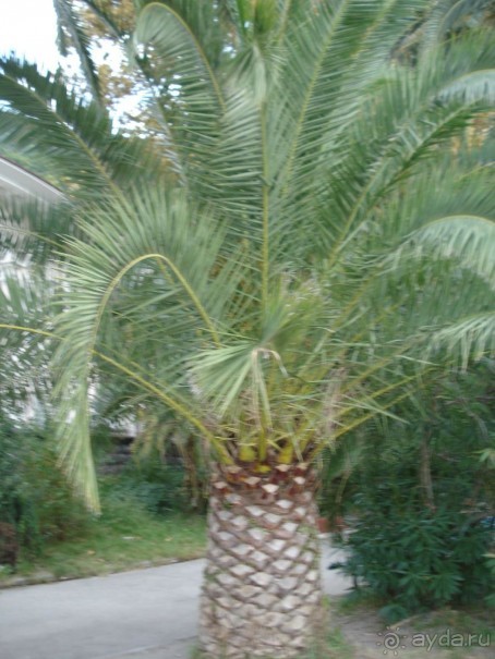 Абхазия: Гагры, Новоафонская пещера, Рица, Пицунда (самостоятельно)