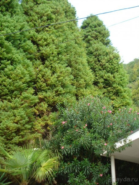 Абхазия: Гагры, Новоафонская пещера, Рица, Пицунда (самостоятельно)