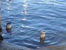 Итальянские каникулы. Милан. Шоппинг. Комо. Продолжение