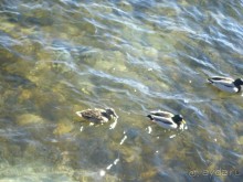 Итальянские каникулы. Милан. Шоппинг. Комо. Продолжение