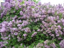 Дрезден: Майские праздники в Германии,  часть 3