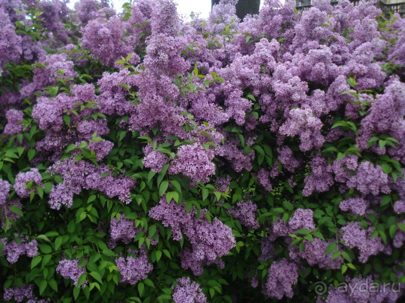 Дрезден: Майские праздники в Германии,  часть 3