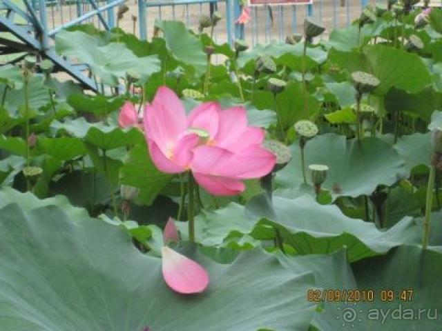 лотосы в ботаническом саду