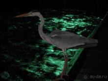 местные обитатели