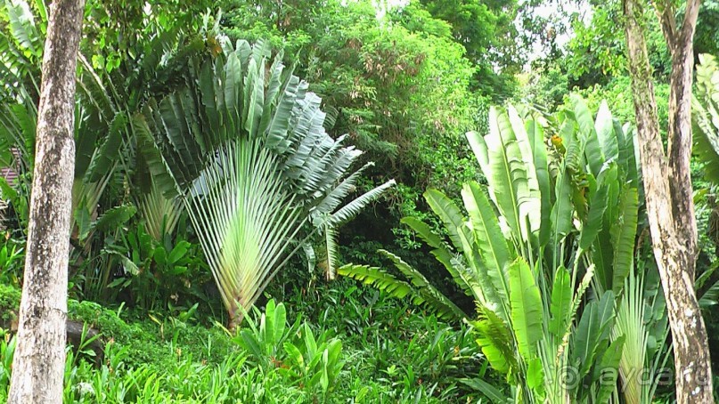 Тайские радости и 'печали'(печаль только по поводу отъезда).