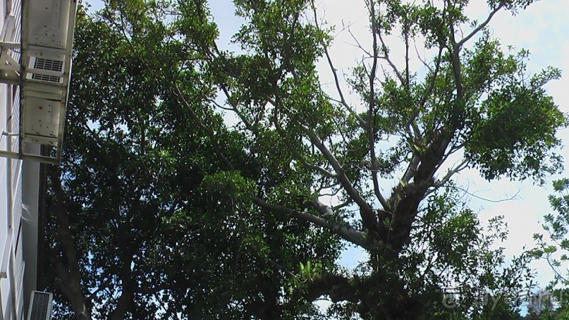 Тайские радости и 'печали'(печаль только по поводу отъезда).