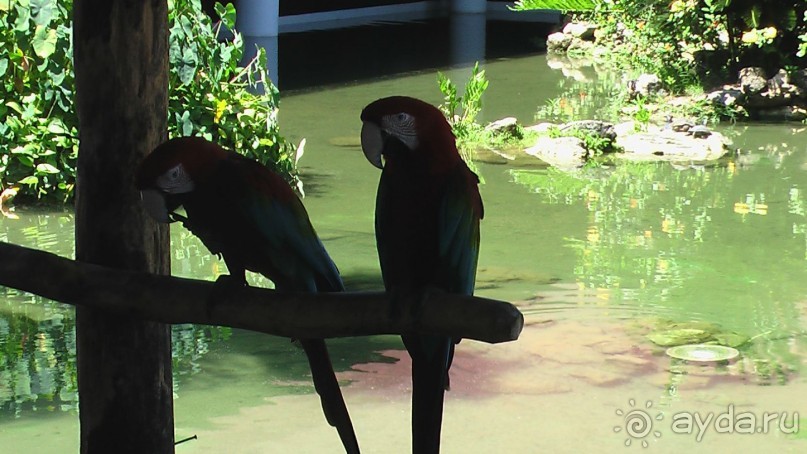 фото Gran Bahia Principe Ambar