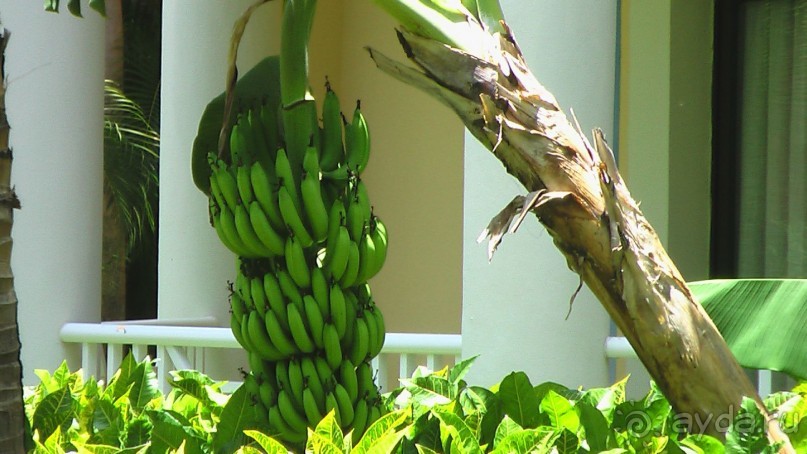 фото Gran Bahia Principe Ambar