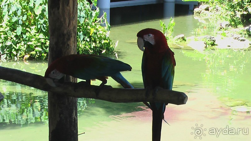 фото Gran Bahia Principe Ambar