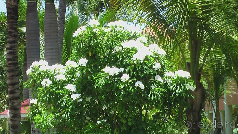 фото Gran Bahia Principe Ambar