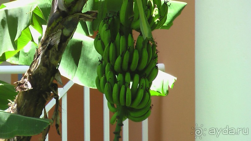 фото Gran Bahia Principe Ambar