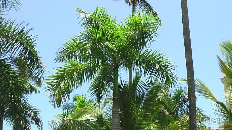 фото Gran Bahia Principe Ambar