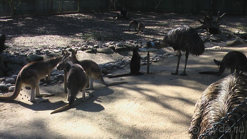 Сингапур-Австралия.