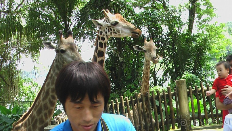 Сингапур-Австралия.