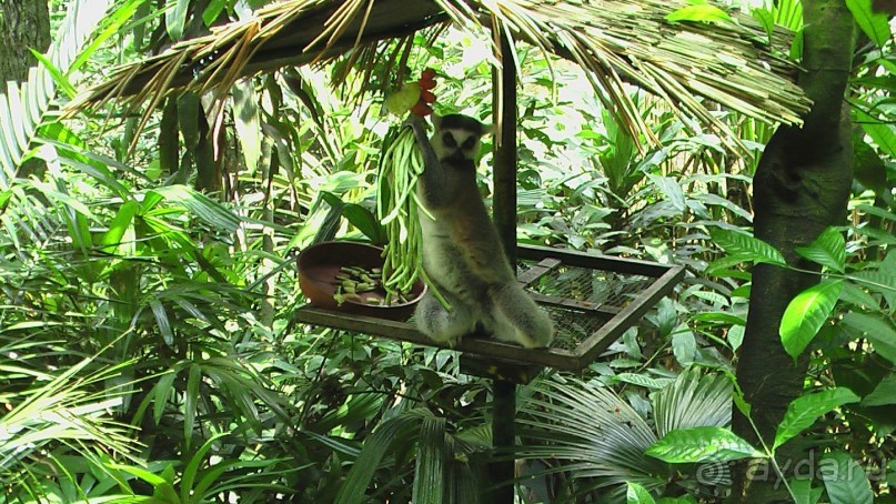 Сингапур-Австралия.