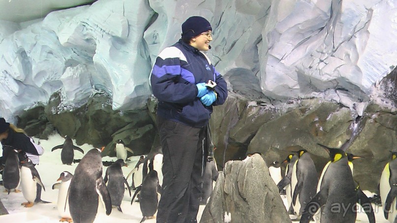 Сингапур-Австралия.