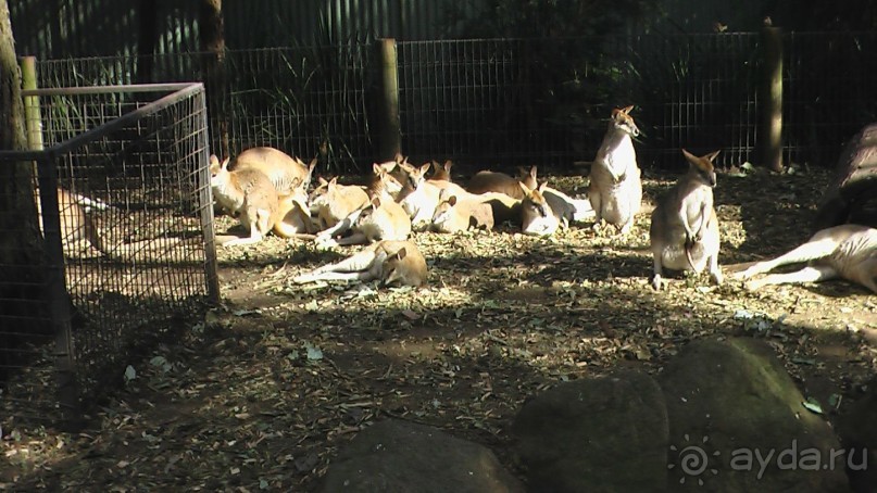 Сингапур-Австралия.