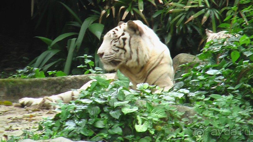 Сингапур-Австралия.