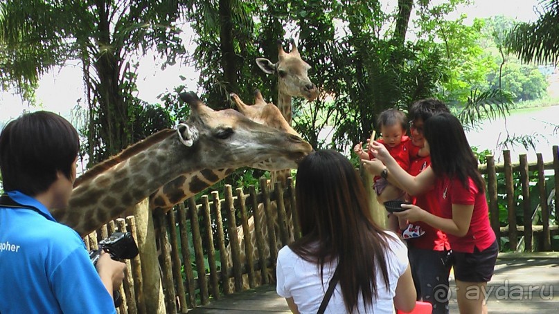 Сингапур-Австралия.