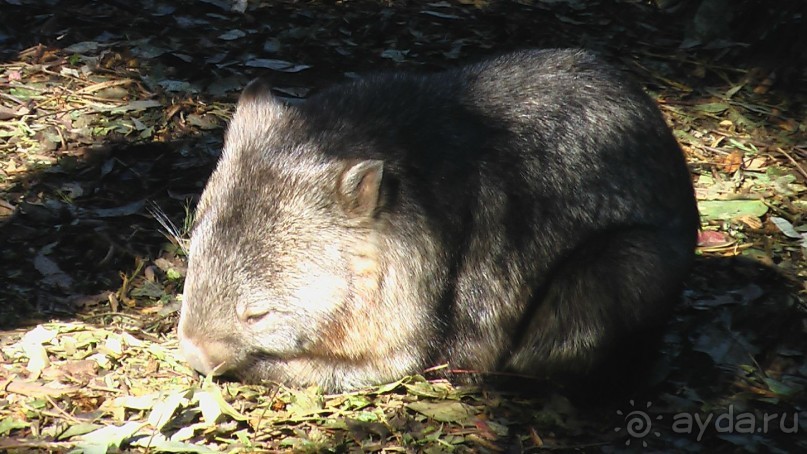 Сингапур-Австралия.