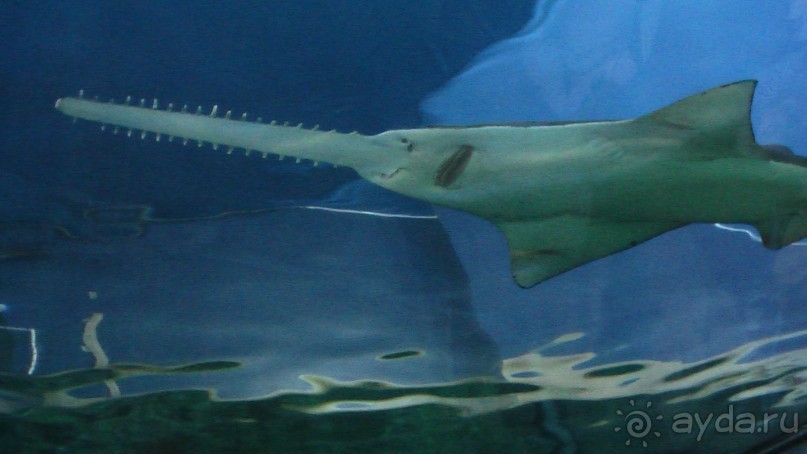 Сингапур-Австралия.