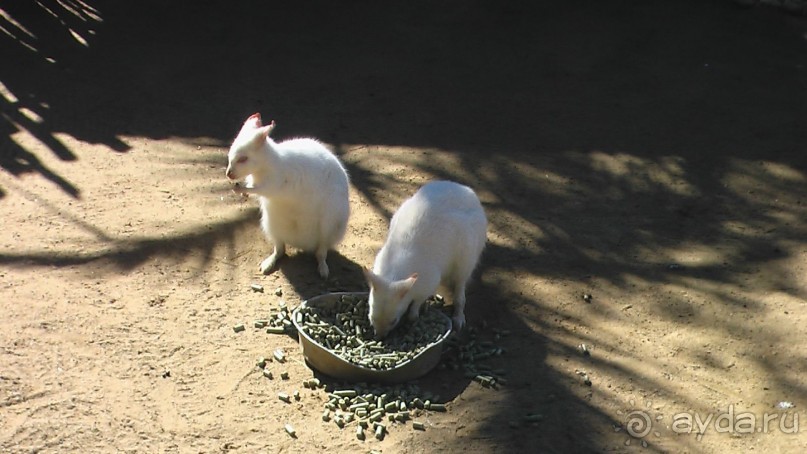 Сингапур-Австралия.