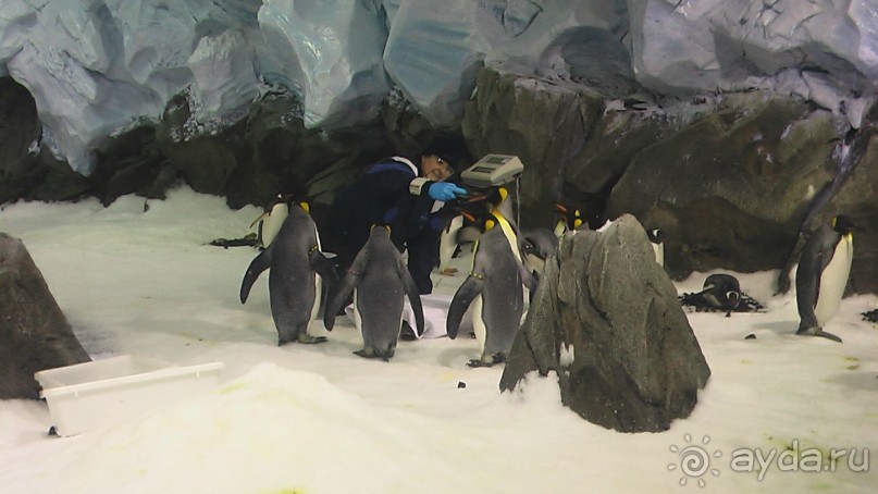 Сингапур-Австралия.