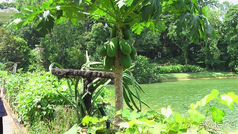 Сингапур-Австралия.