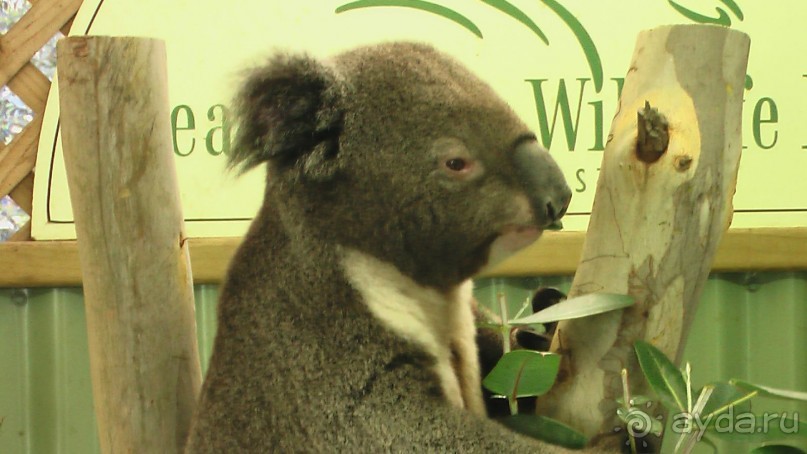 Сингапур-Австралия.