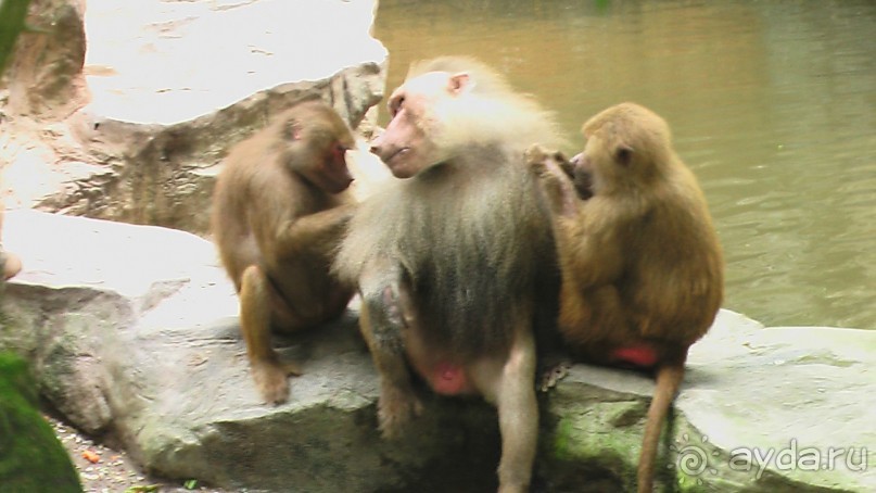 Сингапур-Австралия.