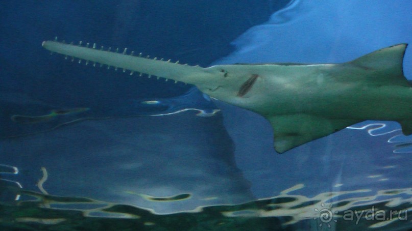 Сингапур-Австралия.