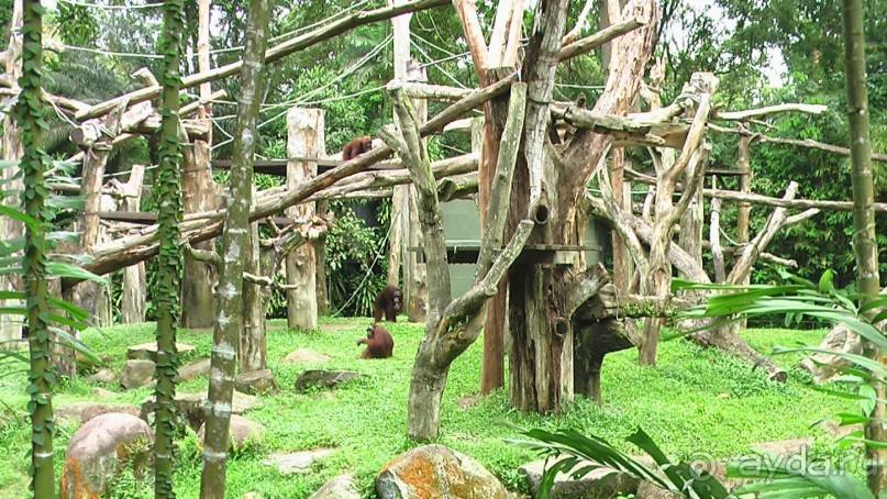 Сингапур-Австралия.