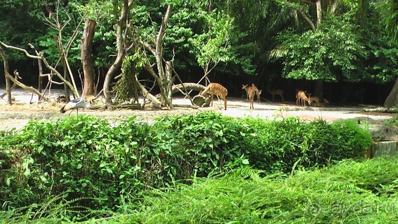 Сингапур-Австралия.