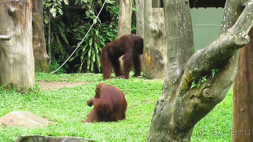Сингапур-Австралия.