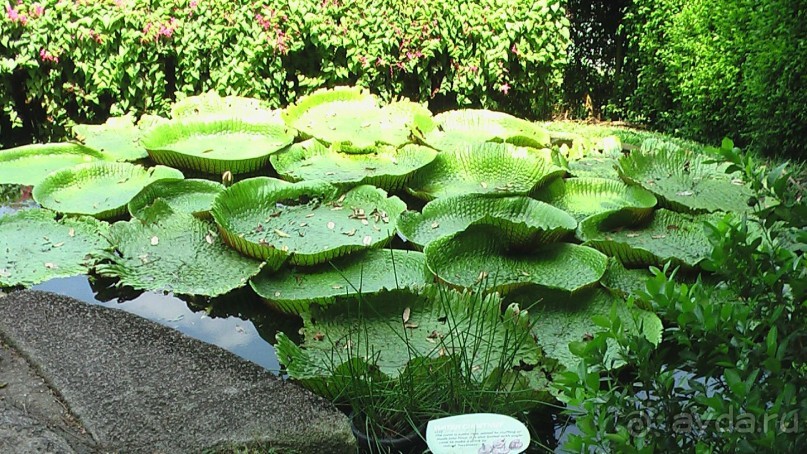 Сингапур-Австралия.