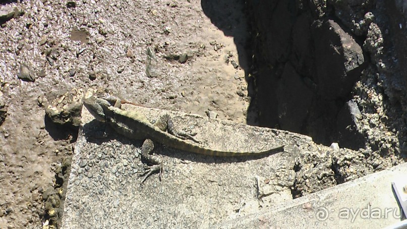 Сингапур-Австралия.