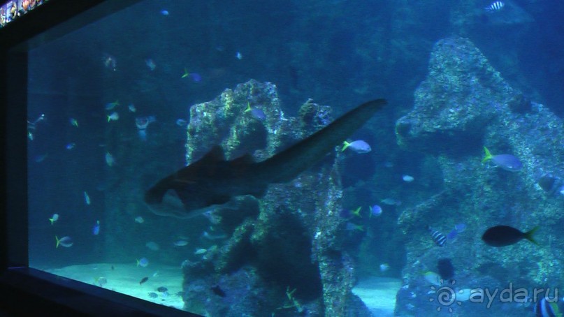 Сингапур-Австралия.