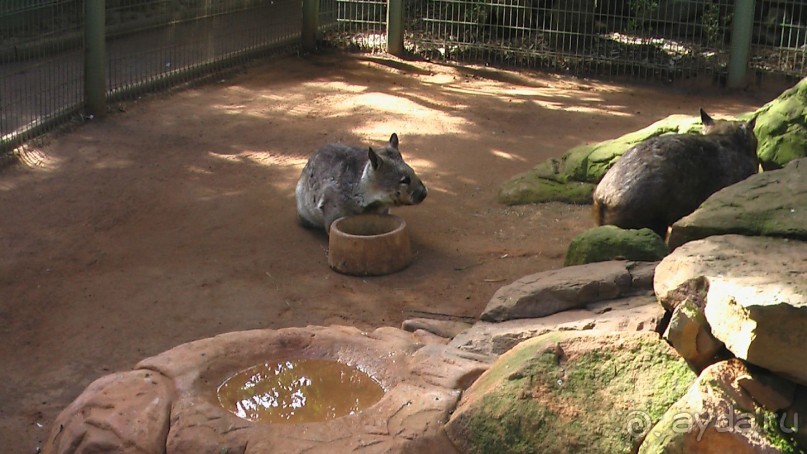 Сингапур-Австралия.