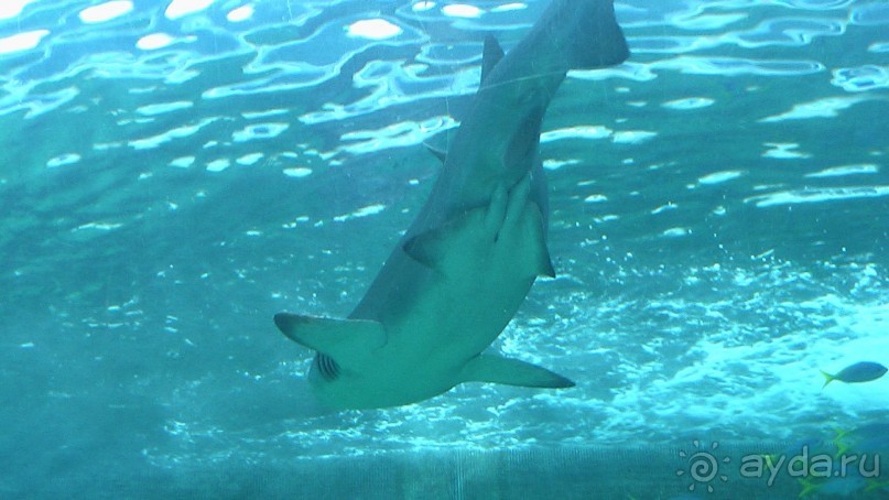 Сингапур-Австралия.