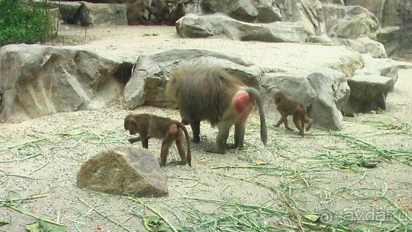 Сингапур-Австралия.