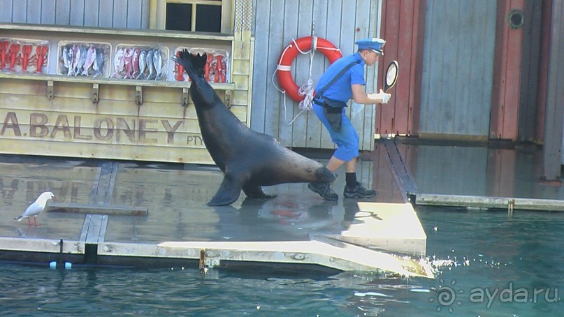 Сингапур-Австралия.