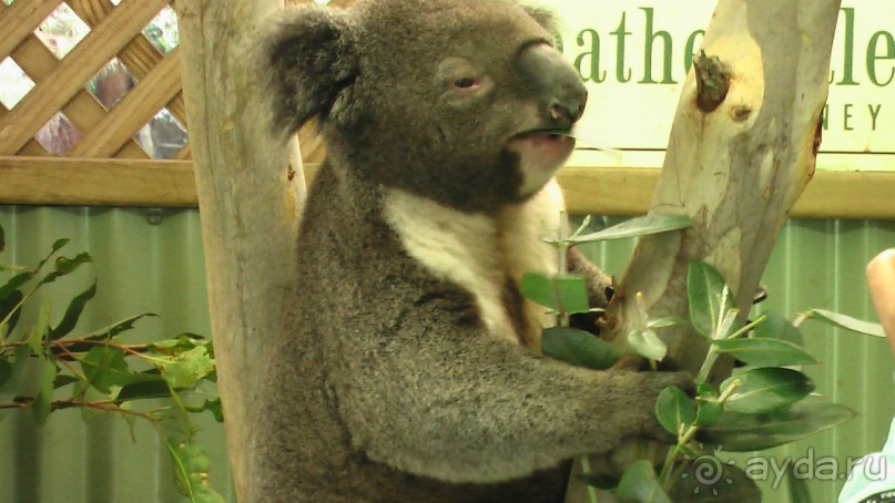 Сингапур-Австралия.