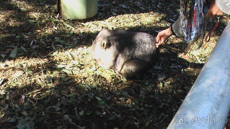 Сингапур-Австралия.