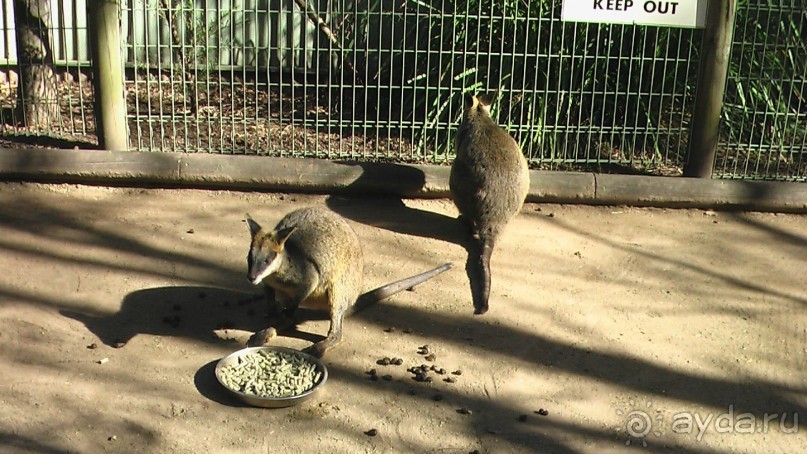 Сингапур-Австралия.