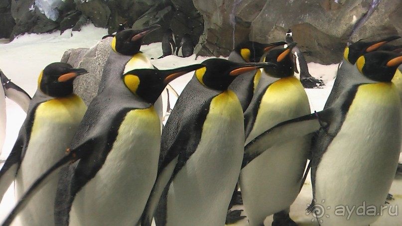 Сингапур-Австралия.