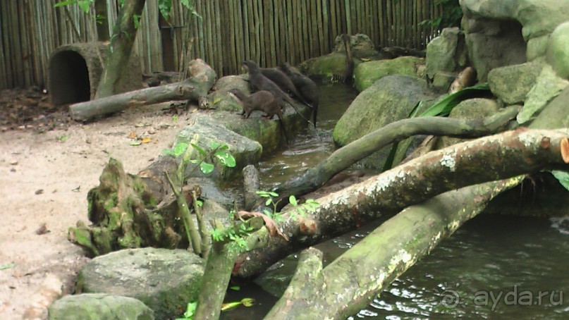 Сингапур-Австралия.