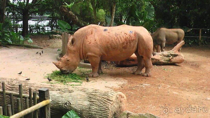 Сингапур-Австралия.