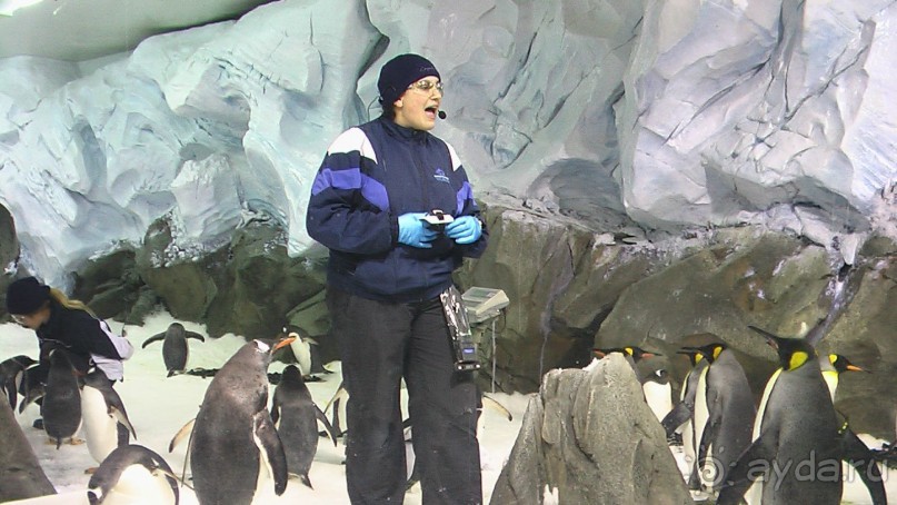 Сингапур-Австралия.